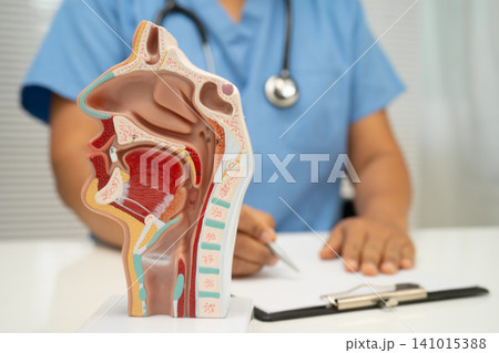 Asian doctor with nasal oral throat cavity neck human anatomy model for study diagnosis and treatment in hospital. Asian doctor with nasal oral throat cavity neck human anatomy model for study diagnosis and treatment in hospital. 141015388