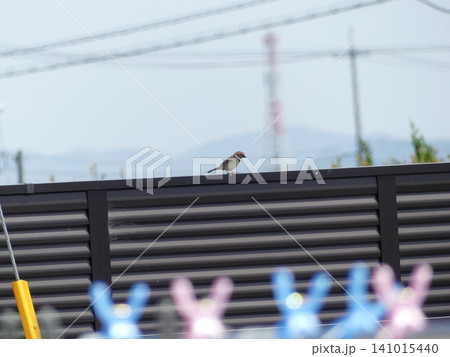 庭へ遊びに来たスズメ 庭へ遊びに来たスズメ 141015440