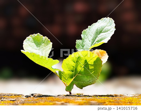 clay plants growing on concrete rocks 141015716