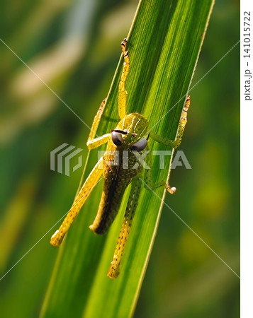 Exotic photo of a green grasshopper hanging on a rice leaf Exotic photo of a green grasshopper hanging on a rice leaf 141015722