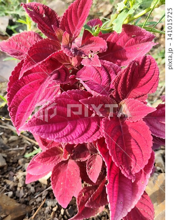 wild red coleus plant in the garden wild red coleus plant in the garden 141015725