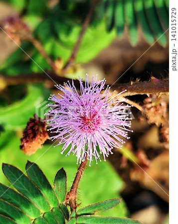 Mimosa plant with beautiful flowers 141015729