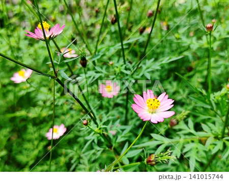 photo of kenikir plant in bloom photo of kenikir plant in bloom 141015744