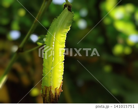 winged bean fruit hanging on a branch winged bean fruit hanging on a branch 141015751