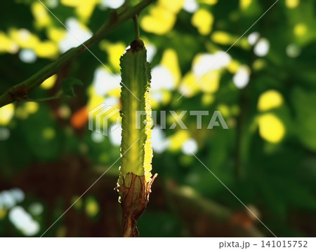 winged bean fruit hanging on a branch winged bean fruit hanging on a branch 141015752