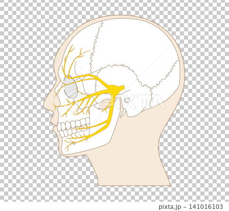 Diagram illustrating the structure of the skull and trigeminal nerve from a side view. 141016103