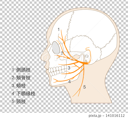 Anatomical illustration of the facial nerve's course and names viewed from the side. Anatomical illustration of the facial nerve's course and names viewed from the side. 141016112