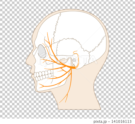Anatomical illustration of the facial nerve pathway and skull viewed from the side. 141016113