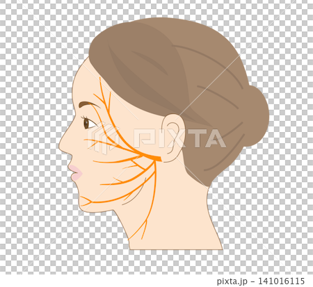 A simple illustration of a woman's face and the course of the facial nerve from the side. A simple illustration of a woman's face and the course of the facial nerve from the side. 141016115