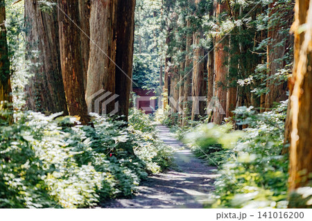 【長野市戸隠】戸隠神社奥社 杉並木の参道の風景 【長野市戸隠】戸隠神社奥社 杉並木の参道の風景 141016200