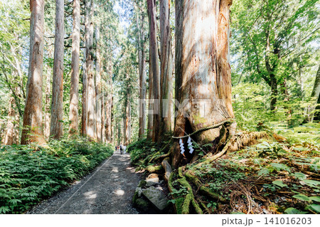【長野市戸隠】戸隠神社奥社 杉並木の参道の風景 【長野市戸隠】戸隠神社奥社 杉並木の参道の風景 141016203