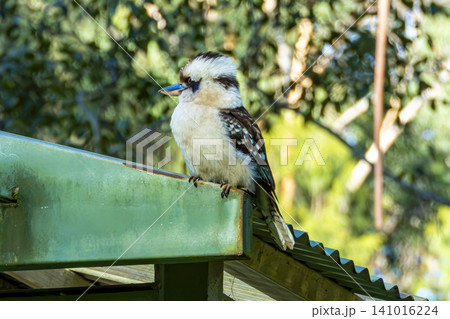 A Kookaburra sitting on a roof in a campground in the Blue Mountains A Kookaburra sitting on a roof in a campground in the Blue Mountains 141016224