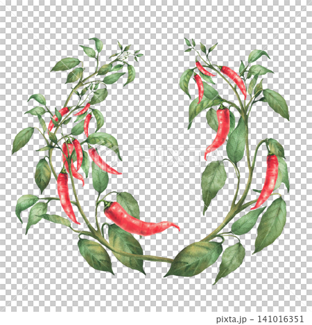 Hot Chili pepper plant wreath. Red pods, green leaves on the vegetables branch. Watercolor realistic hand painted illustration, circle template for gardening, round food spicy label. Isolated on white 141016351