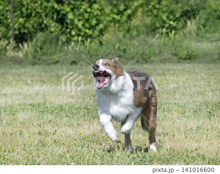 obedience training for puppy border collie obedience training for puppy border collie 141016600