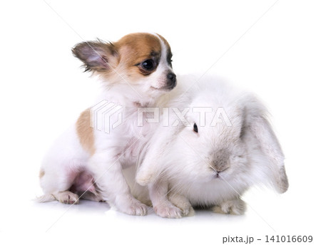 puppy chihuahua and rabbit puppy chihuahua and rabbit 141016609