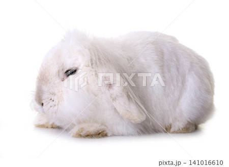 aries rabbit in studio aries rabbit in studio 141016610