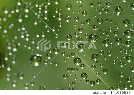 梅雨の季節 蜘蛛の巣についた雨の水滴 梅雨の季節 蜘蛛の巣についた雨の水滴 141016658