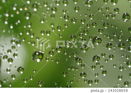 梅雨の季節 蜘蛛の巣についた雨の水滴 梅雨の季節 蜘蛛の巣についた雨の水滴 141016659
