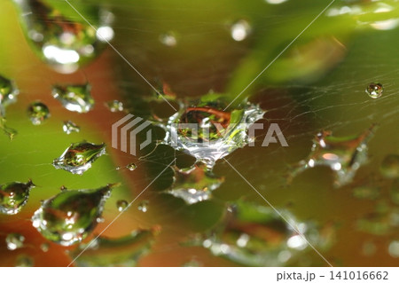 梅雨の季節 蜘蛛の巣についた雨の水滴 梅雨の季節 蜘蛛の巣についた雨の水滴 141016662