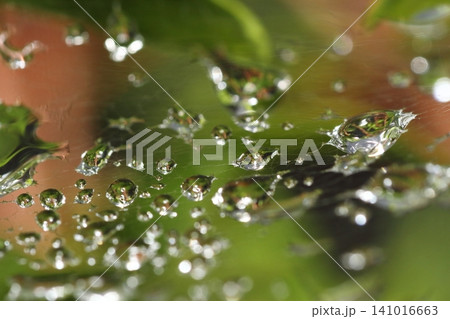 梅雨の季節 蜘蛛の巣についた雨の水滴 141016663