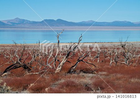 Surreal desolate landscape of dry lakebed with dead trees under blue sky. stark beauty of Sierra Nevada mountains in background creates quiet somber mood 141016813