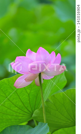 鎌倉 鶴岡八幡宮 源平池に咲くピンクのハスの花 夏の風景 鎌倉 鶴岡八幡宮 源平池に咲くピンクのハスの花 夏の風景 141016904