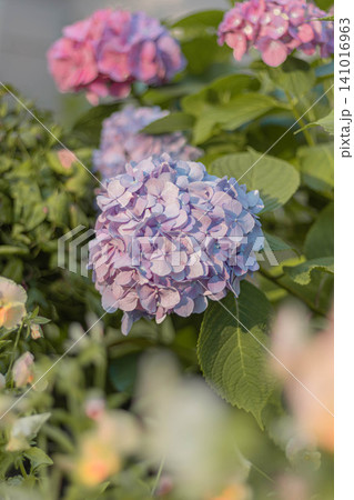 夕陽に照らされるアジサイの花 夕陽に照らされるアジサイの花 141016963