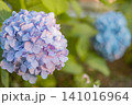 青い紫陽花 141016964