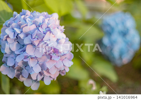 青い紫陽花 青い紫陽花 141016964