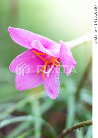ピンクの花が咲いたゼフィランサス ピンクの花が咲いたゼフィランサス 141016967