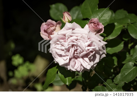 ピンクの薔薇(マダム・アルフレッド・キャリエール) ピンクの薔薇(マダム・アルフレッド・キャリエール) 141017035