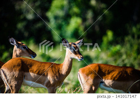Kenya Photographers By Antony Trivet Photography Kenya Photographers By Antony Trivet Photography 141017147