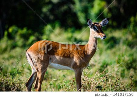 Kenya Photographers By Antony Trivet Photography Kenya Photographers By Antony Trivet Photography 141017150