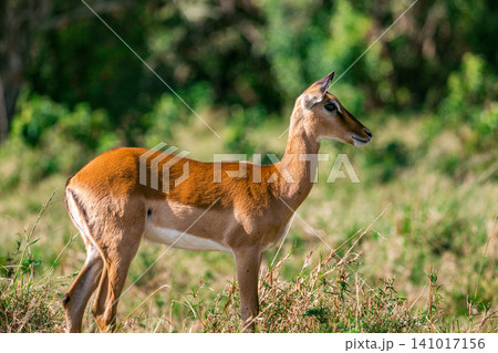 Kenya Photographers By Antony Trivet Photography Kenya Photographers By Antony Trivet Photography 141017156