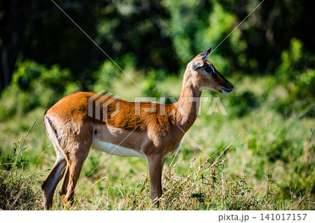 Kenya Photographers By Antony Trivet Photography Kenya Photographers By Antony Trivet Photography 141017157