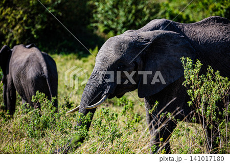 Kenya Photographers By Antony Trivet Photography Kenya Photographers By Antony Trivet Photography 141017180