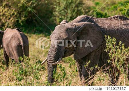 Kenya Photographers By Antony Trivet Photography 141017187