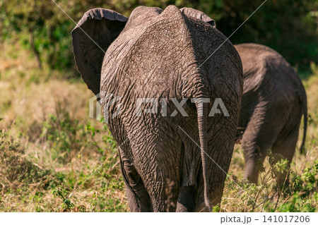 Kenya Photographers By Antony Trivet Photography Kenya Photographers By Antony Trivet Photography 141017206