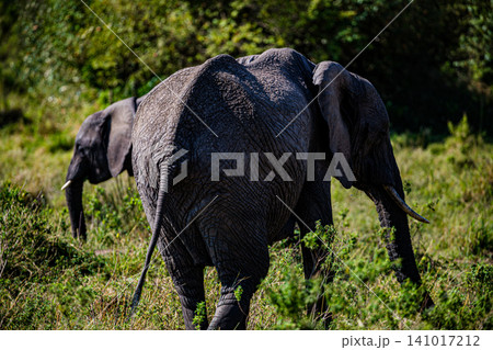 Kenya Photographers By Antony Trivet Photography 141017212