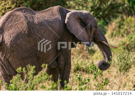 Kenya Photographers By Antony Trivet Photography Kenya Photographers By Antony Trivet Photography 141017214