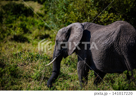 Kenya Photographers By Antony Trivet Photography 141017220
