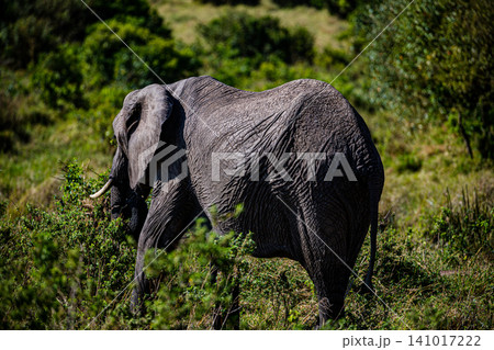 Kenya Photographers By Antony Trivet Photography 141017222