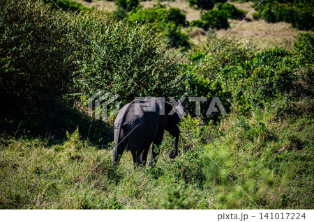 Kenya Photographers By Antony Trivet Photography 141017224