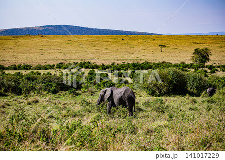 Kenya Photographers By Antony Trivet Photography 141017229