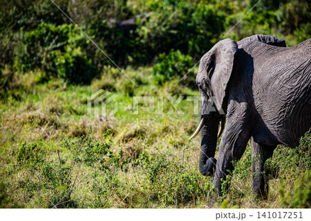 Kenya Photographers By Antony Trivet Photography Kenya Photographers By Antony Trivet Photography 141017251
