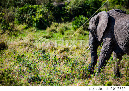 Kenya Photographers By Antony Trivet Photography Kenya Photographers By Antony Trivet Photography 141017252