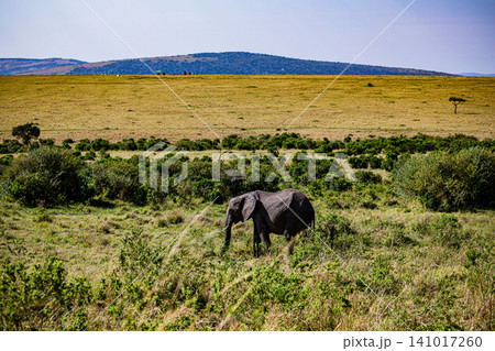 Kenya Photographers By Antony Trivet Photography 141017260