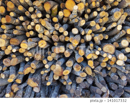 木材テクスチャ:画面いっぱいに積まれた薪の切り口 木材テクスチャ:画面いっぱいに積まれた薪の切り口 141017332