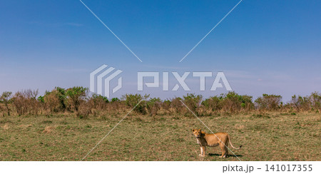 Kenya Photographers By Antony Trivet Photography Kenya Photographers By Antony Trivet Photography 141017355