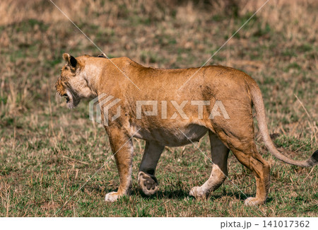 Kenya Photographers By Antony Trivet Photography 141017362